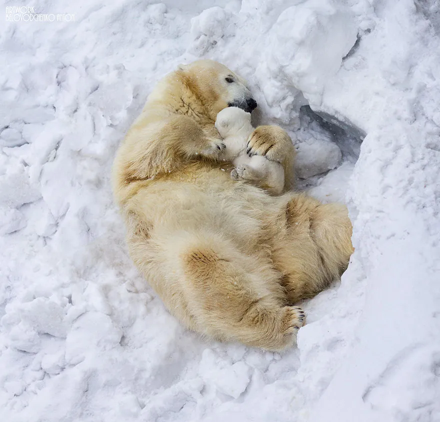animal parents 3 2