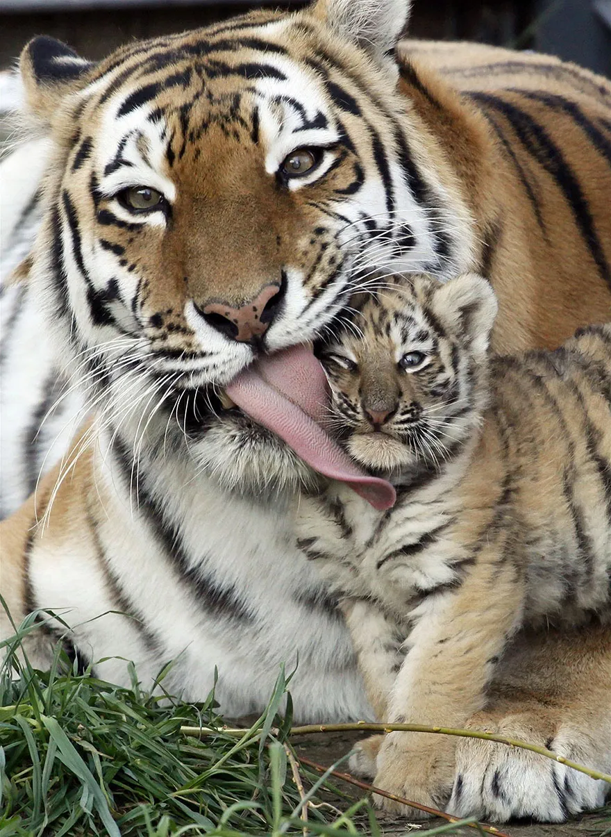 animal parents 31