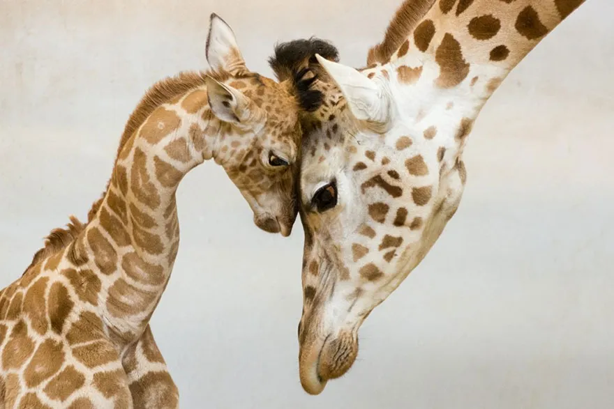 animal parents 5