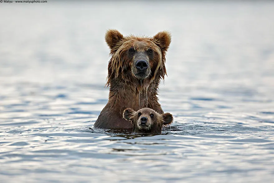 animal parents 9
