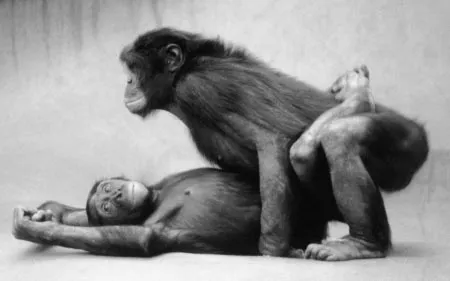 bonobo