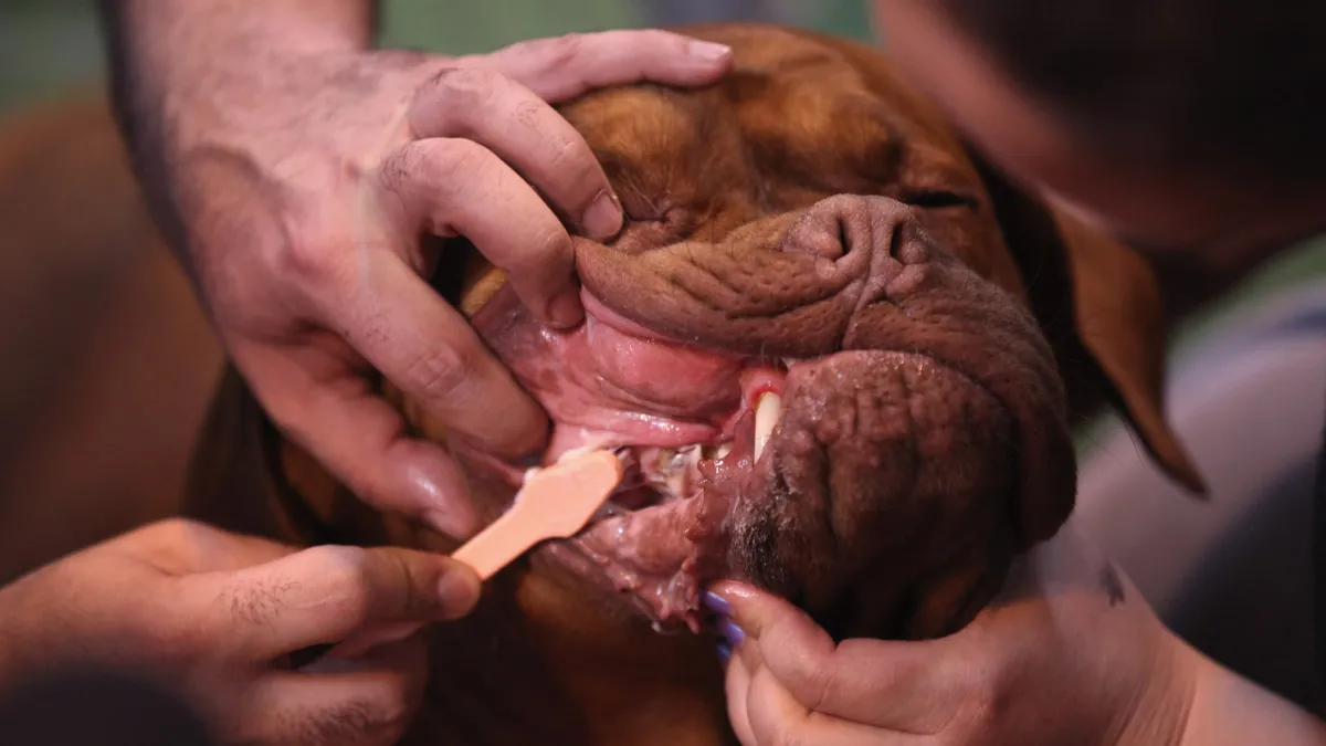 dog teeth