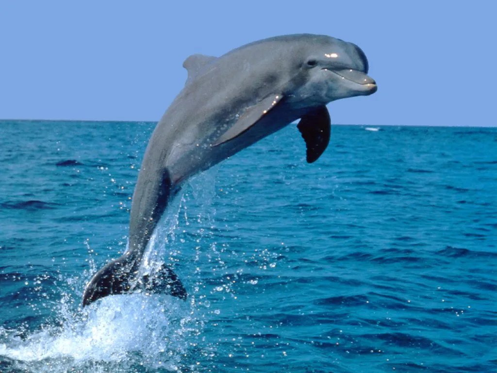 dolphin