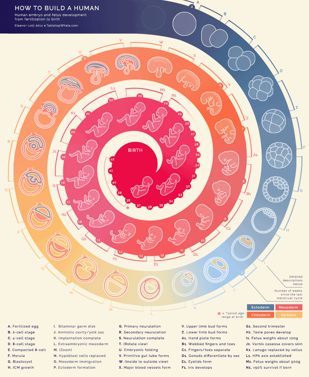 gifographics 2