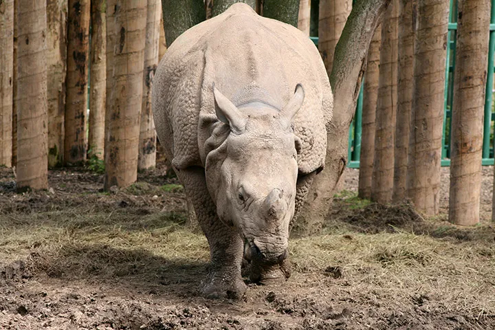 javan rhino 004