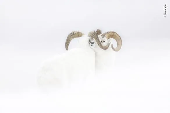 jrmie villet wildlife photographer of the year 584x389