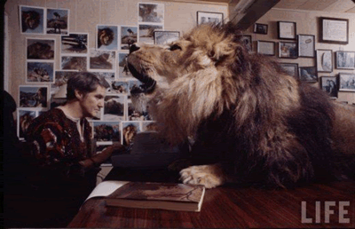 lion1
