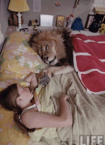 lion3