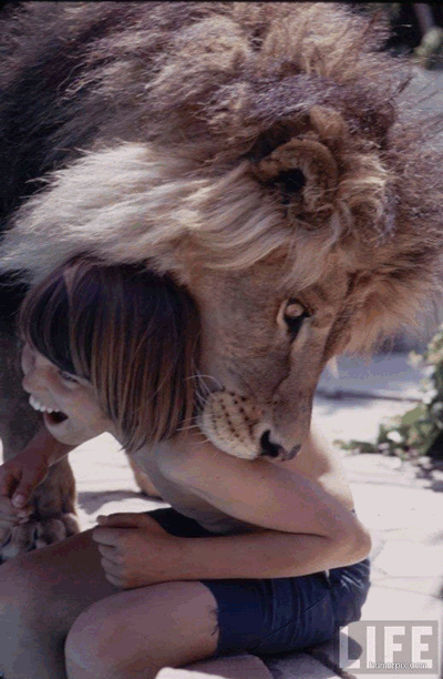lion8