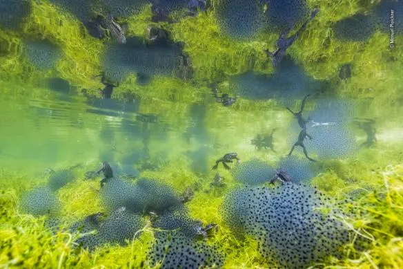 manuel plaickner wildlife photographer of the year 584x389