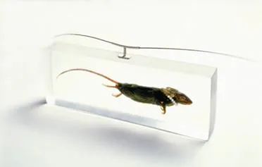mouse