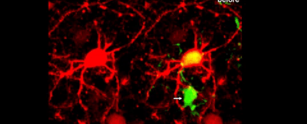 neurondeath 1024