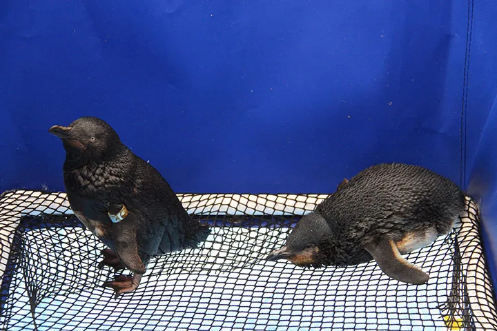 oil covered penguins 002