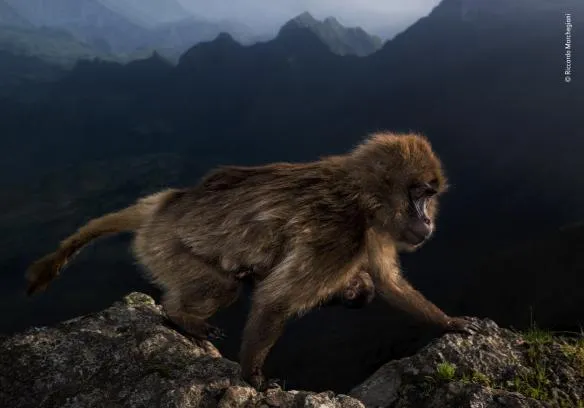 riccardo marchegiani wildlife photographer of the year 584x408