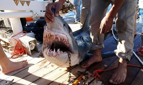 shark attack sharm el she 006
