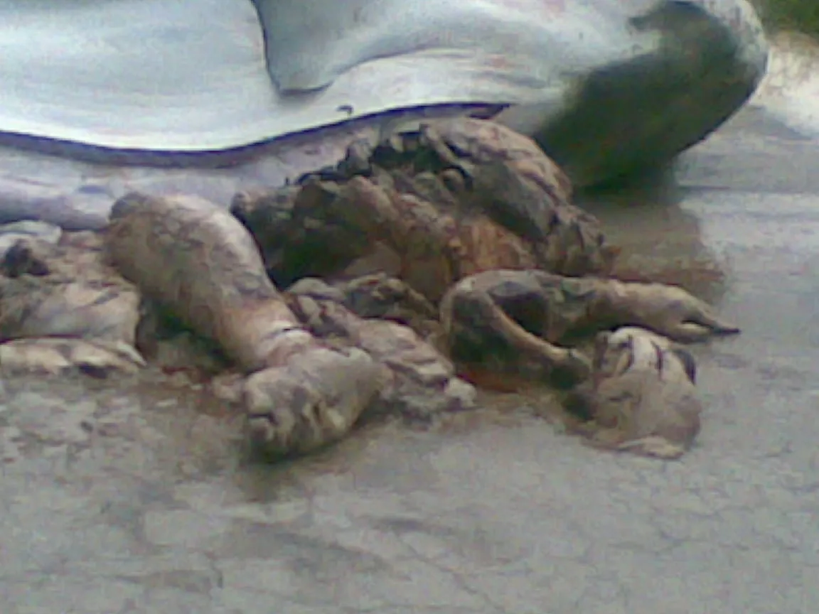 shark body