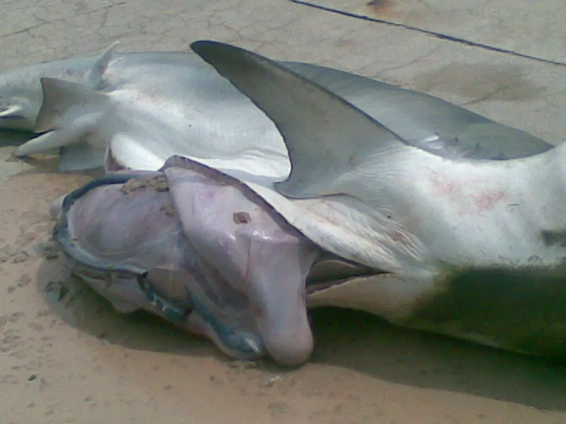 shark body