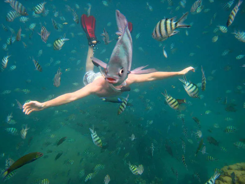 underwater fish photobomb animal photobombs