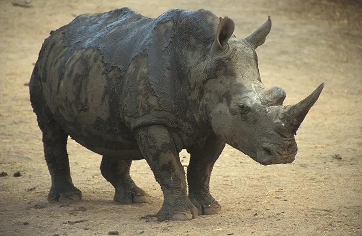 white rhino 002