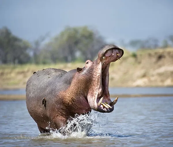 adult male hippopotamus hippopotamus amphibius 15228734jpg