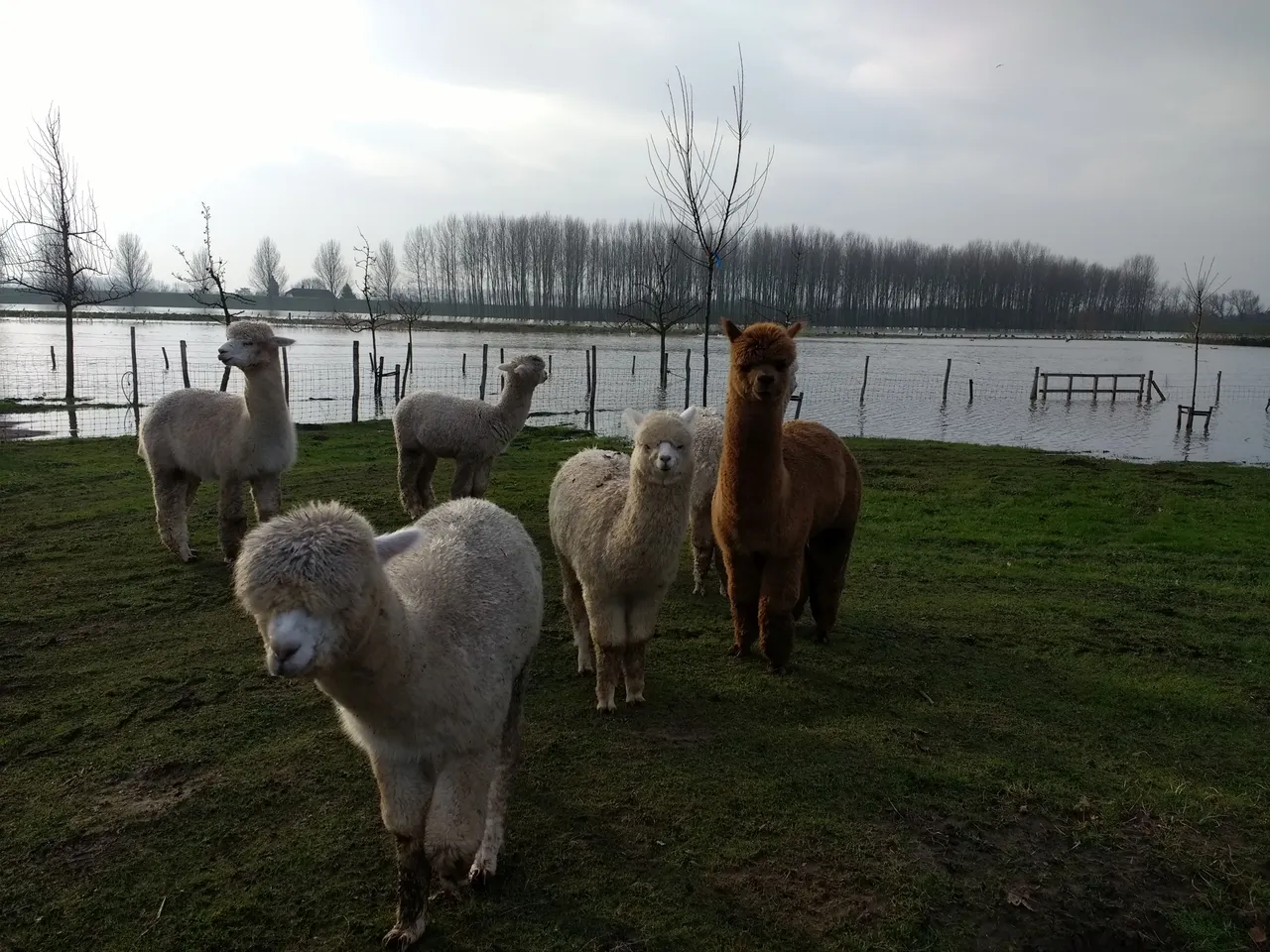 harm alpacas