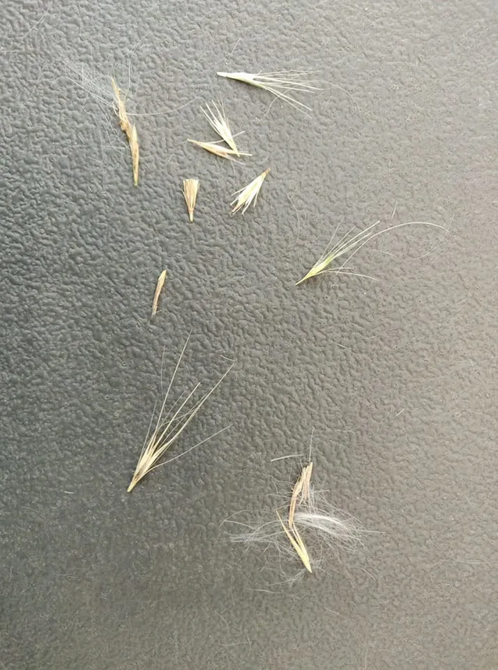 220798244 img 20200817 wa0010