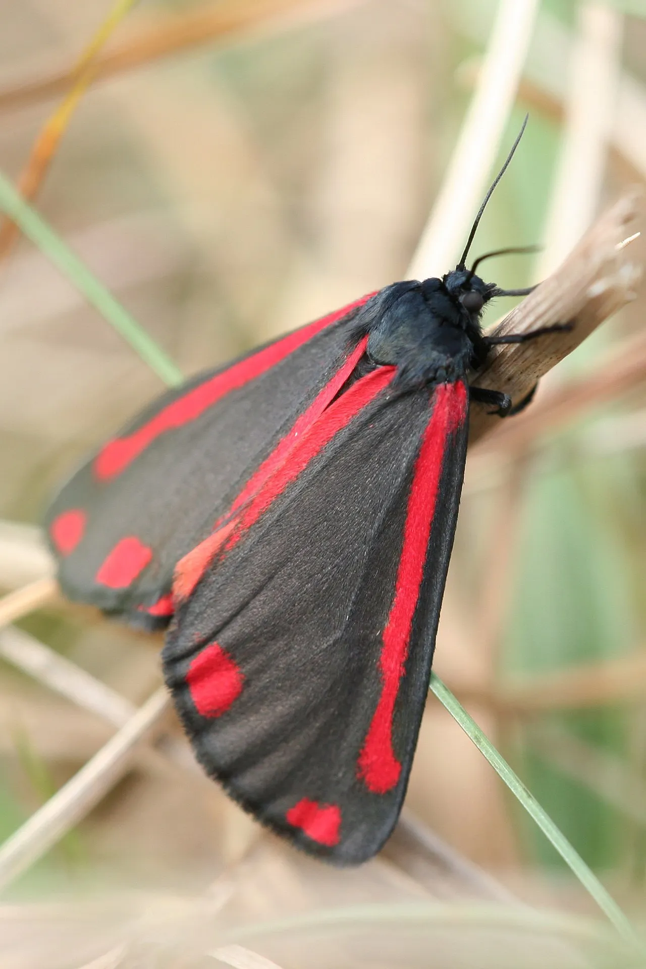 tyria jacobaeae 04 xndr