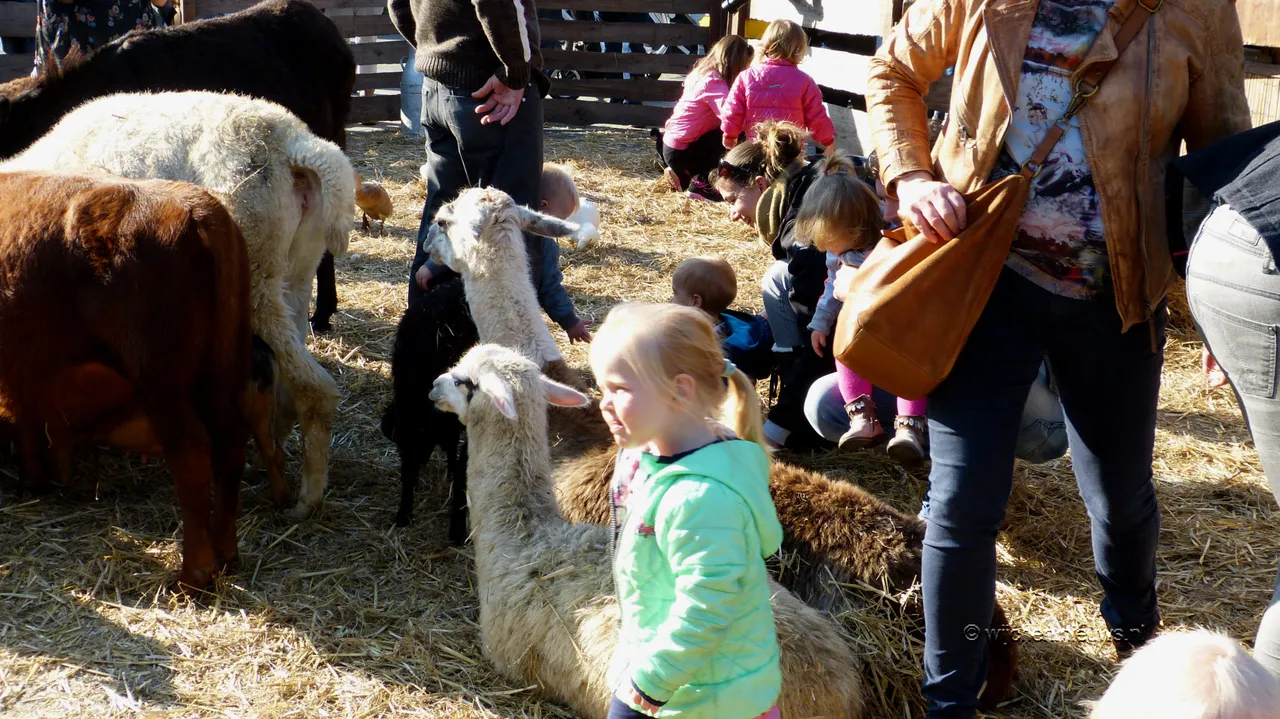 veemarkt wijchen 20170101