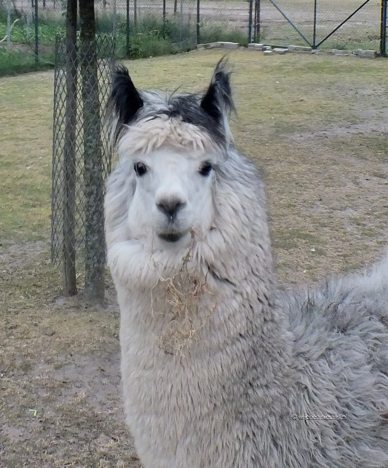 woezik in beeld lama