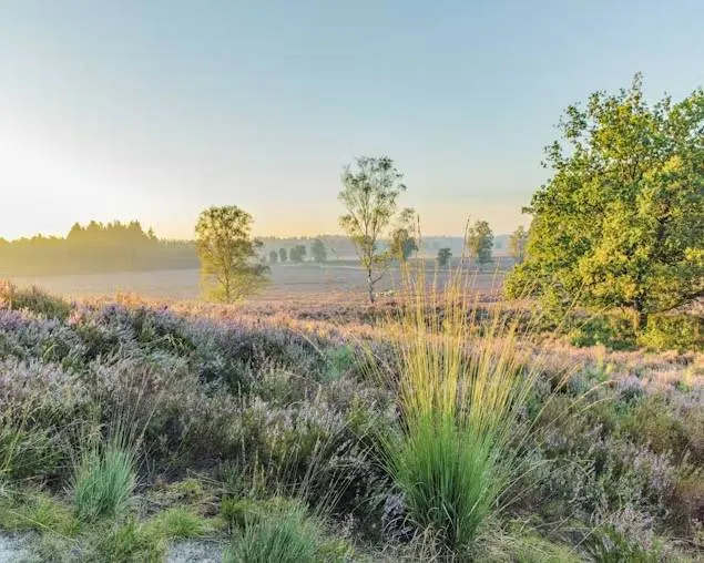 Zonopkomst boven de heide in bosgebied De Dellen (Limburg)&nbsp;