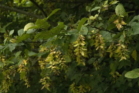 Leren kijken naar de vorm en de grootte van de bladeren