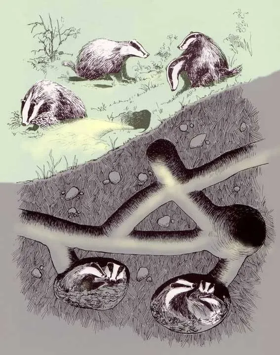 Een dassenburcht begint met een tunnel. Na een meter gaat die tunnel vaak de hoek om. Een paar meter verder maakt de das dan een kamertje. Bron: Das &amp; Boom