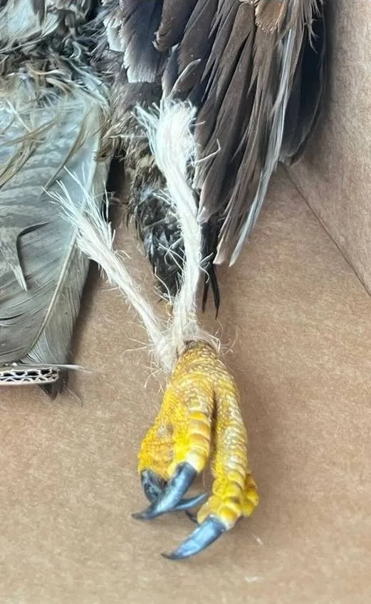 619022099_1329666589197200_2771258320906027570_n