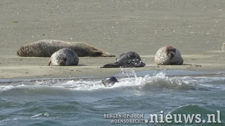 20200830 jkr alg zeehonden