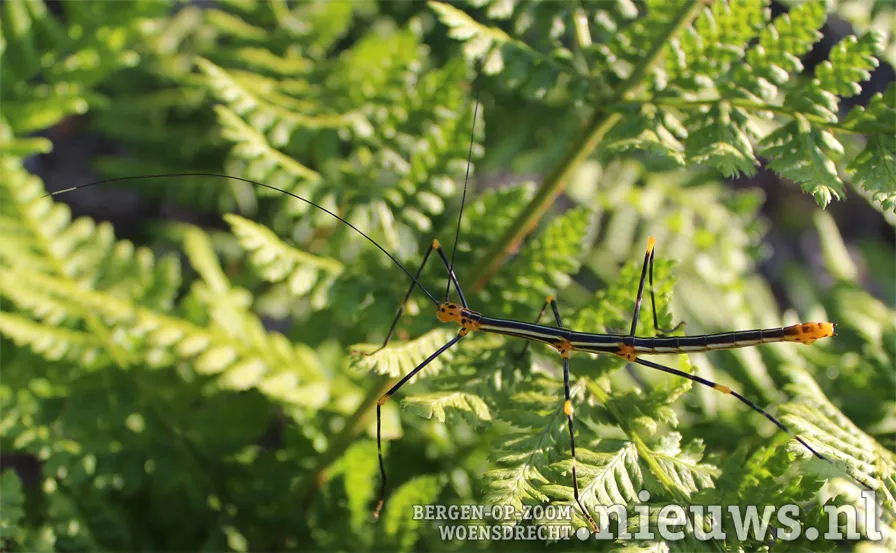 oreophoetes peruana nimf copyright wietse chanet