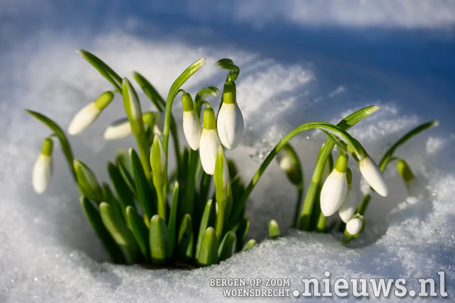 sneeuwklokjes galanthus2