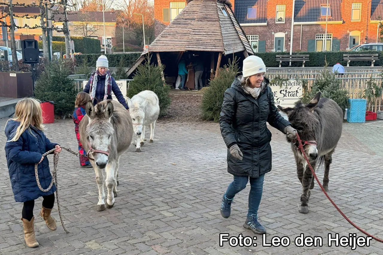 Ezeltjes bij de levende kerststal
