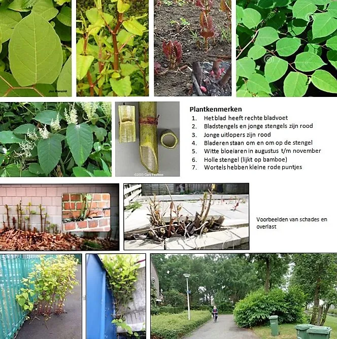 4464 fullimage japanse duizendknoop3