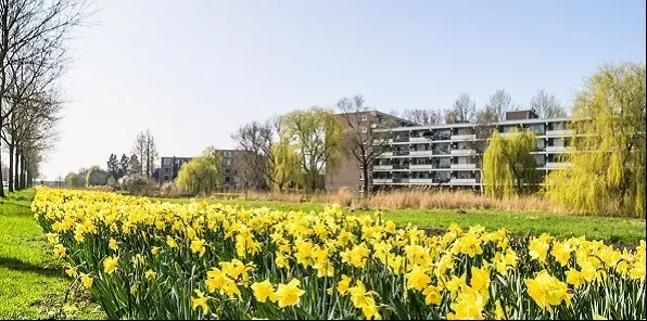 bloemenlint