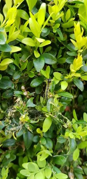 buxus 2