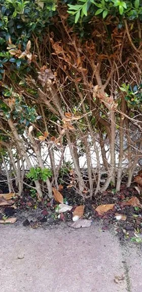 buxus 3
