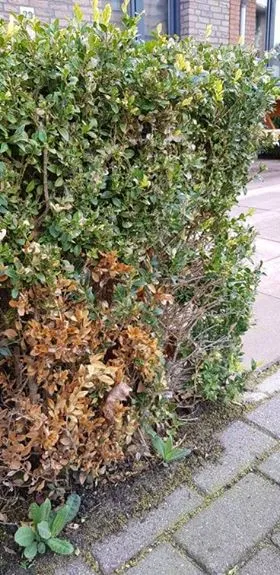 buxus 5