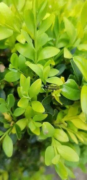buxus