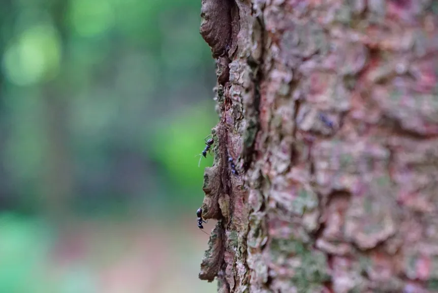 forest 2