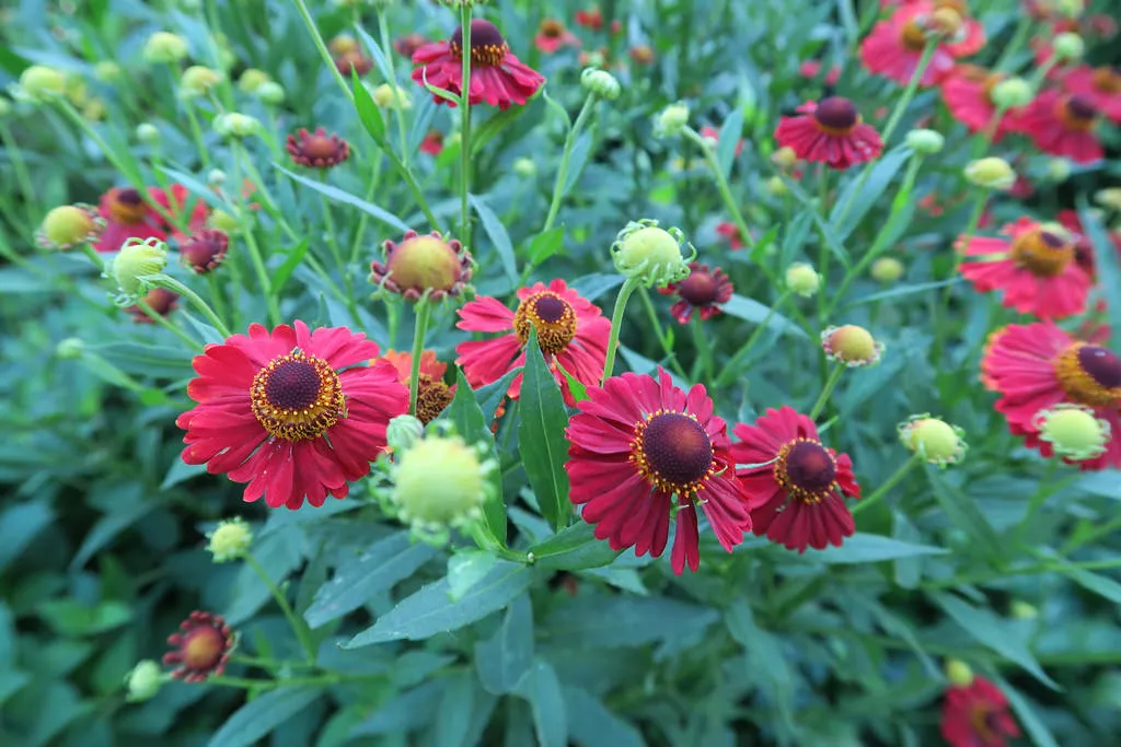 helenium