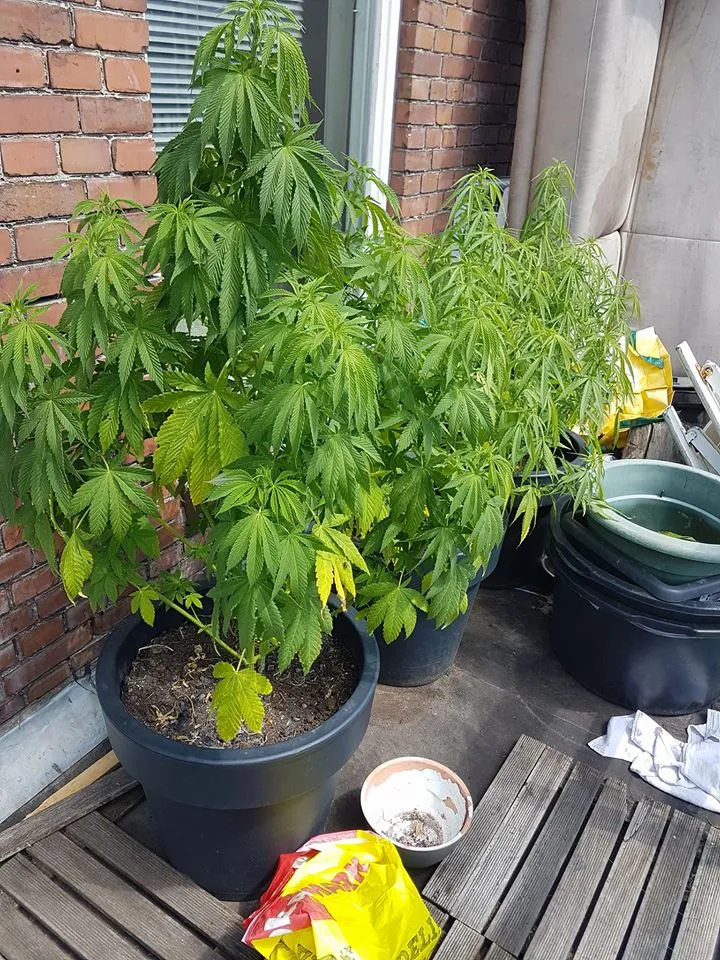 hennep 1