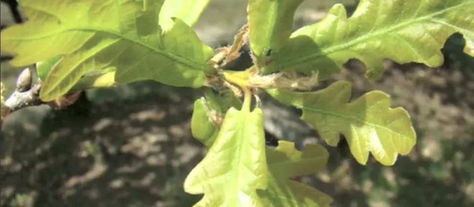 het blad van de zomereik