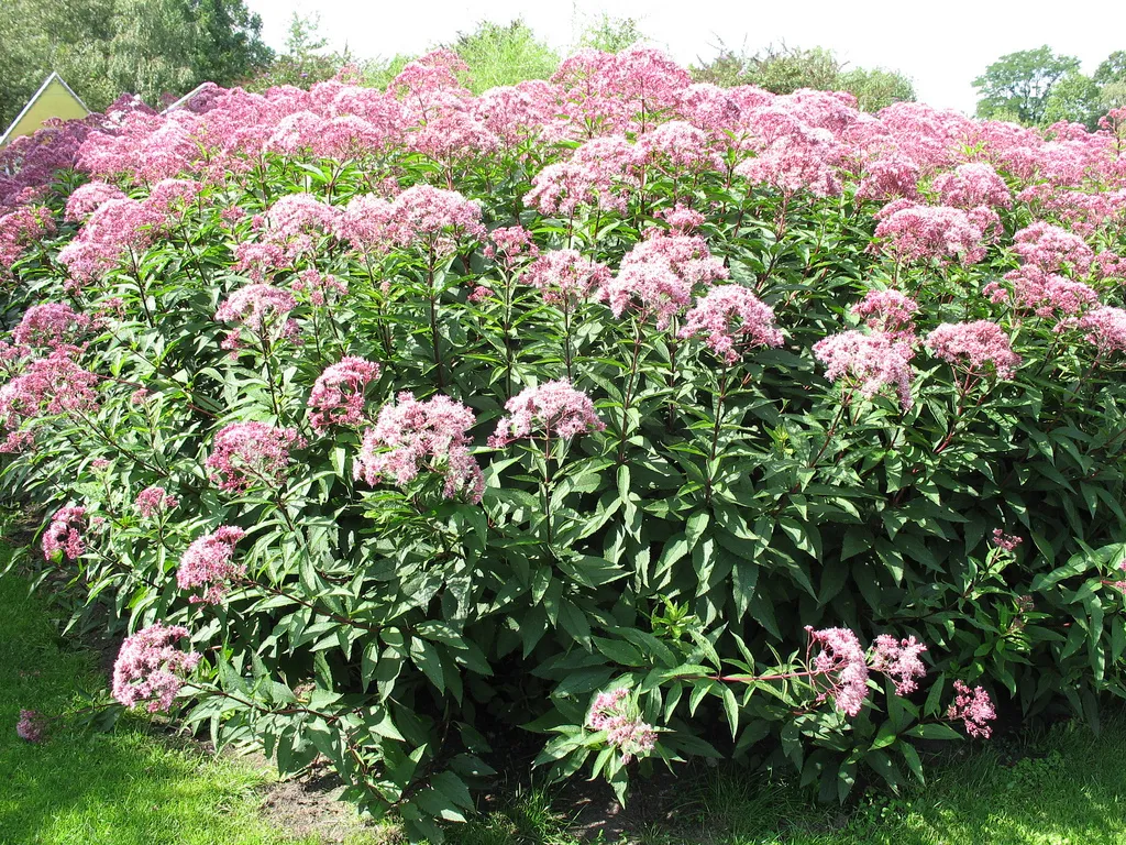 koninginnekruid