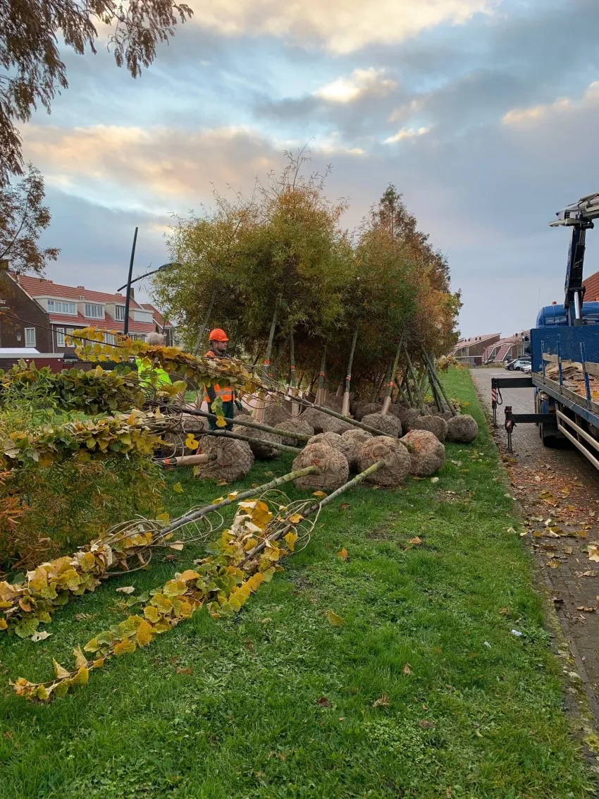 leverantie bomen