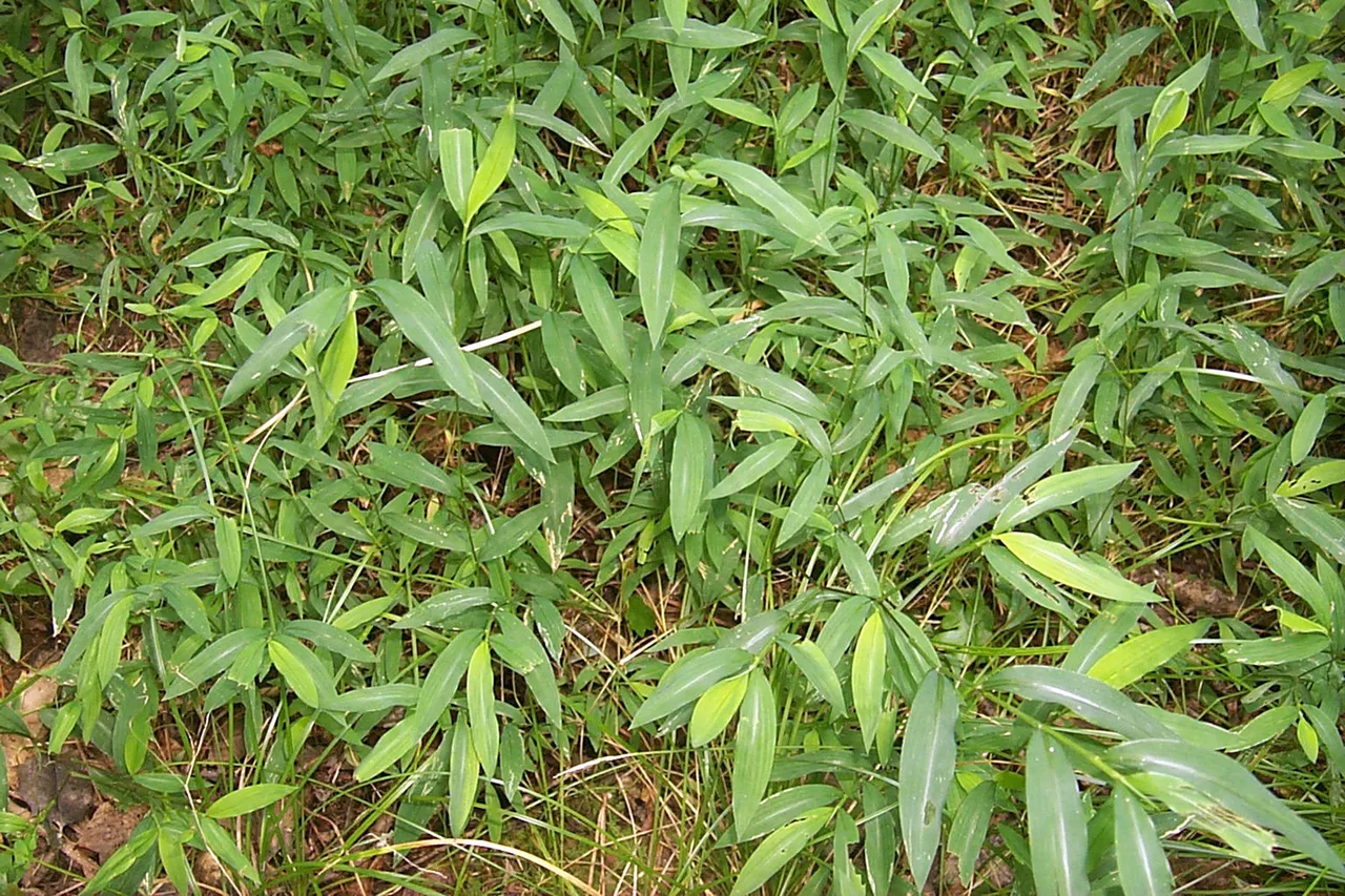 microstegium vimineum